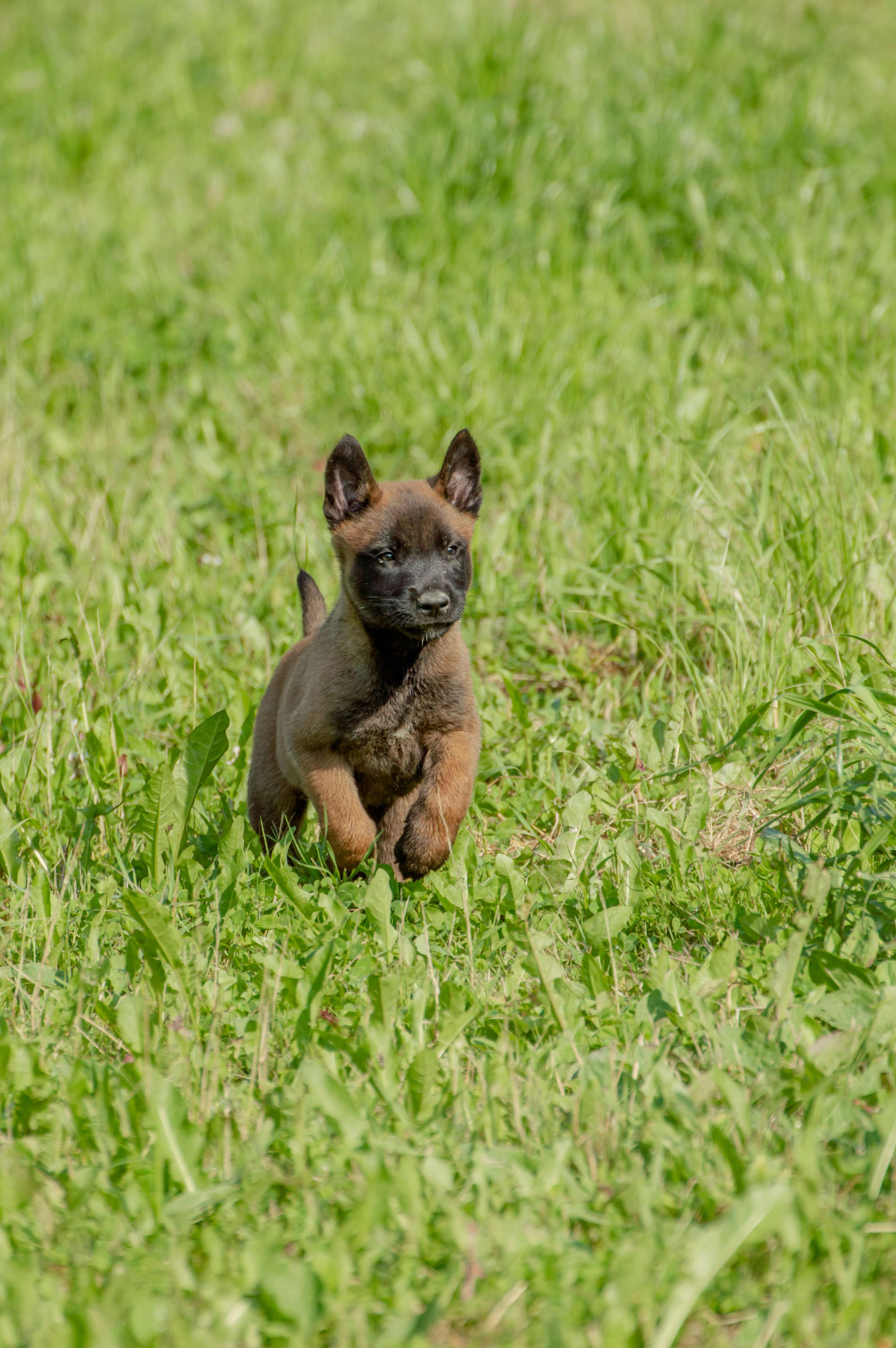 german shepherd & belgian malinois